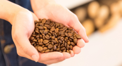 咖饮赛道疯狂内卷，云南咖啡豆却还在“陪跑”？