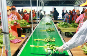 全国性鲜花连锁品牌出现了