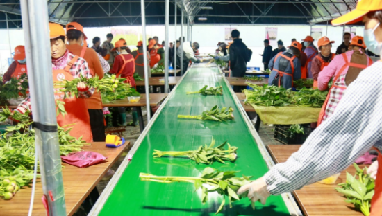 全国性鲜花连锁品牌出现了