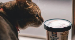 00后养宠：每月2千“营养费”，一天5种保健品