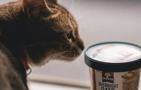 00后养宠：每月2千“营养费”，一天5种保健品