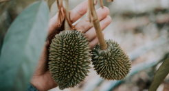 网红改变了“水果自由”