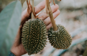 网红改变了“水果自由”