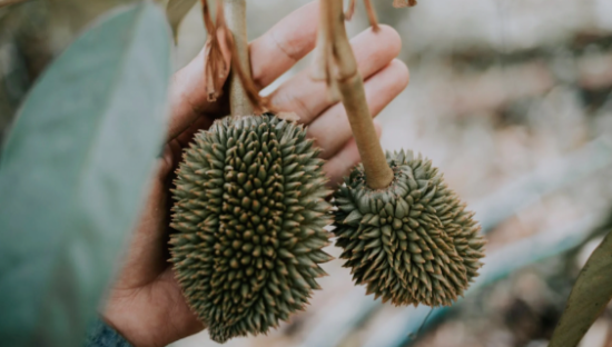 网红改变了“水果自由”