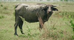 排队四小时的阿嫲手作，能带火水牛奶吗？