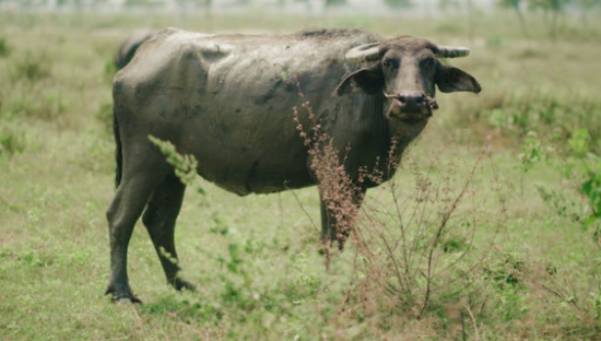 排队四小时的阿嫲手作，能带火水牛奶吗？