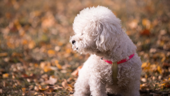 猫狗“标间”直逼400+元，宠物寄养正火爆