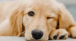 宠物食品第一股靠贴牌赚钱，2000亿“毛孩经济”为何跑不出自主品牌？