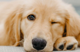 宠物食品第一股靠贴牌赚钱，2000亿“毛孩经济”为何跑不出自主品牌？