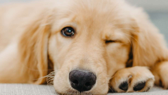 宠物食品第一股靠贴牌赚钱，2000亿“毛孩经济”为何跑不出自主品牌？