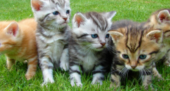 宠物经济：情感的尽头是生意