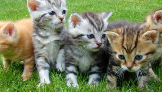 宠物经济：情感的尽头是生意