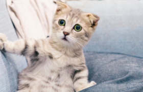 被宠物险收割，铲屎官又上了一课