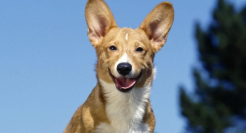 “11.11”宠物粮最低价背后，京东超市供应链如何“挤掉水分”？