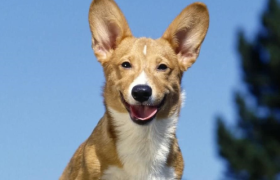 “11.11”宠物粮最低价背后，京东超市供应链如何“挤掉水分”？