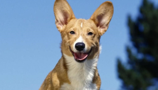 “11.11”宠物粮最低价背后，京东超市供应链如何“挤掉水分”？