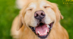 一套宠物照上万，铲屎官的钱太好赚？