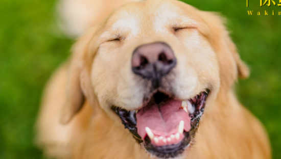 一套宠物照上万，铲屎官的钱太好赚？