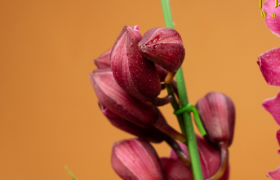 一朵鲜花的使命