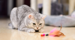 宠物用品消费大热的背后