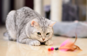 宠物用品消费大热的背后