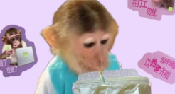 又丑又丧的吗喽文学，爆火成营销热梗？