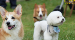 线下消费新场景，靠宠物社交能打开吗？