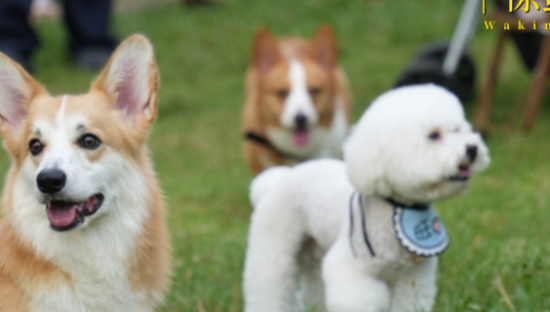 线下消费新场景，靠宠物社交能打开吗？