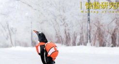 旅游业翻身，不在哈尔滨