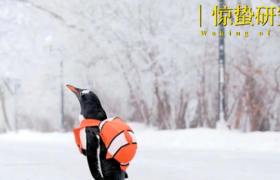 旅游业翻身，不在哈尔滨