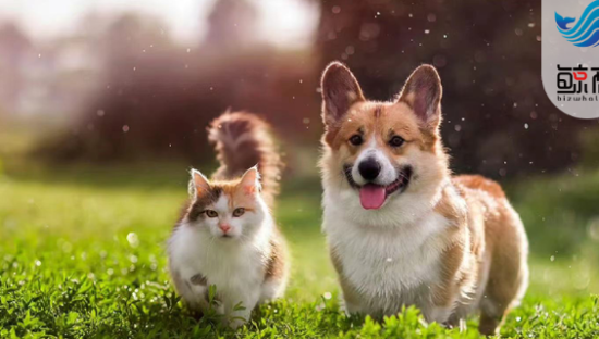 宠物年夜饭与春联卖爆：“它消费”深度卷向拟人化