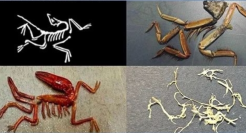 爆改始祖鸟logo，网友神操作火了