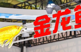 金龙鱼，2024厚积薄发