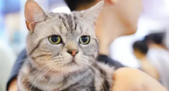 月薪三千，不配养猫？