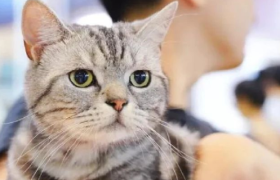 月薪三千，不配养猫？