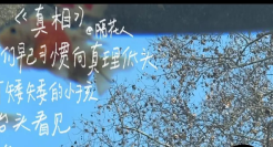 在街头写诗的青年“隔花人”，文案太治愈！