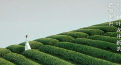 东方树叶春季限定：春光里，喝新茶