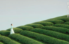 东方树叶春季限定：春光里，喝新茶