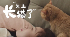 贝卫多：在？进来看看猫片