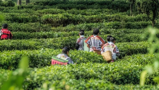 五一“茶文旅”悄然兴起，喜茶、蜜雪冰城借势撬动新流量！