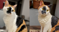 这个“丑东西”，15天爆赚90万