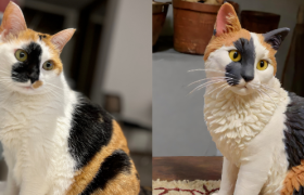 这个“丑东西”，15天爆赚90万