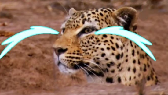 一月涨粉200万！00后解说《动物世界》段子文案笑癫了