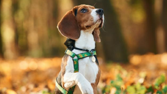 宠物食品竞争激烈，盒马拿什么打动铲屎官的心？