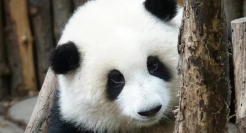 1个月抖音涨粉300万，年轻人捧红了野生新“顶流”！