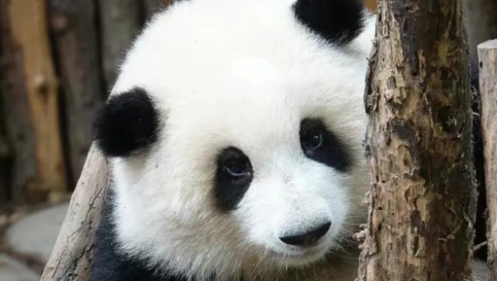 1个月抖音涨粉300万，年轻人捧红了野生新“顶流”！