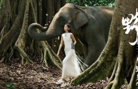 霸王茶姬走进山野，回归万茶之源