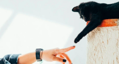 拿捏年轻人的宠物沟通师，真能月入三五万？