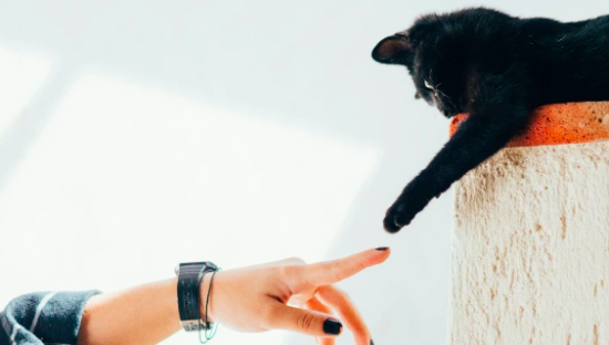 拿捏年轻人的宠物沟通师，真能月入三五万？