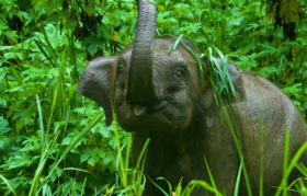 伊利公益单曲，拯救濒危亚洲象